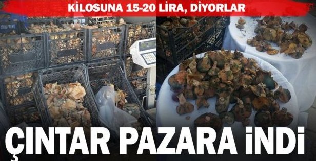 Çıntar Severler Pazar Tezgahlarına